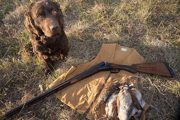 covey rise bird hunt 283