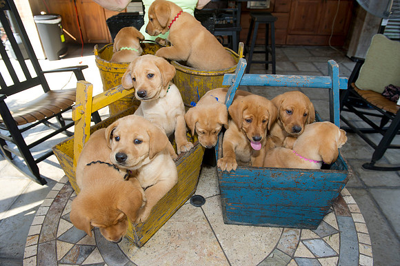 Jolie's puppys 106