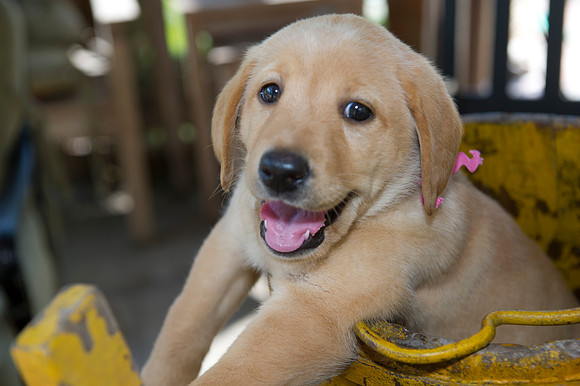 Jolie's puppys 176