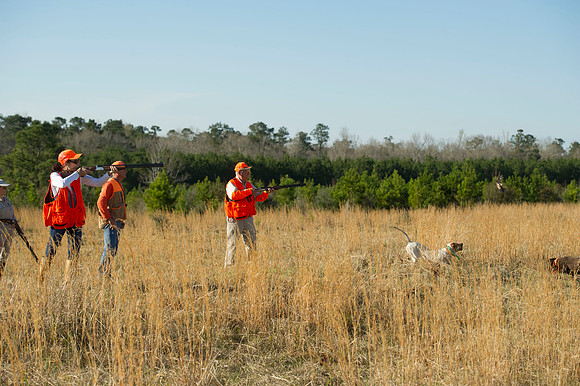 covey rise bird hunt 070