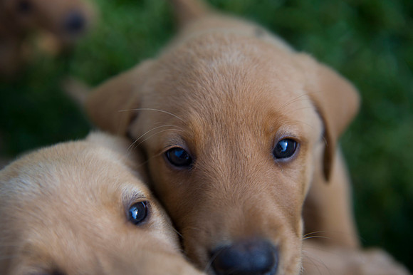 Jolie's puppys 003