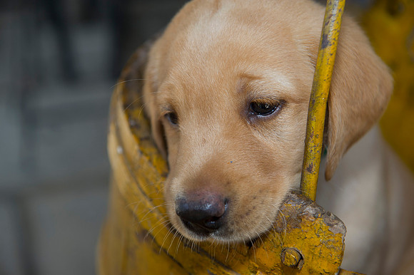 Jolie's puppys 143