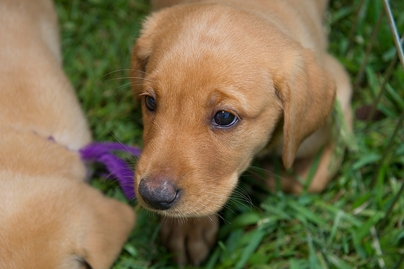 Jolie's puppys 018