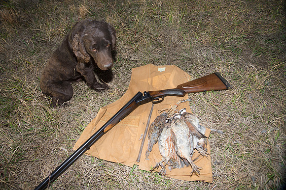 covey rise bird hunt 275