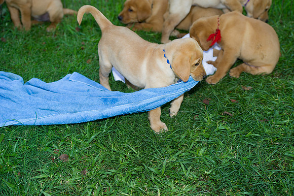Jolie's puppys 192
