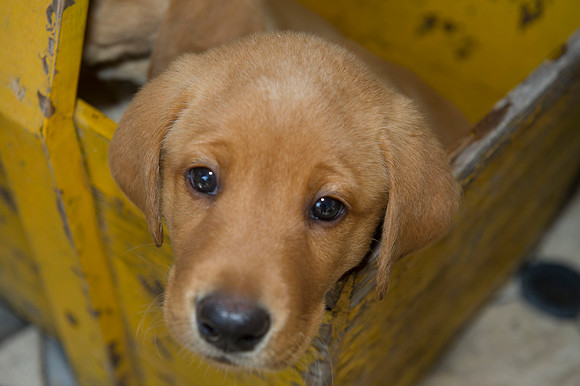 Jolie's puppys 070