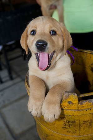 Jolie's puppys 168