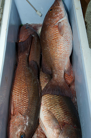 CHS Alumni Fishing Rodeo 2014 0318