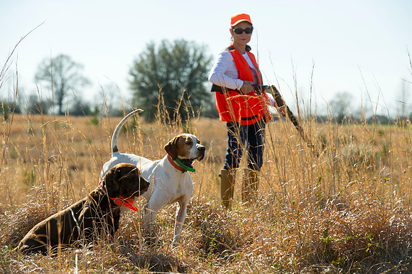 covey rise bird hunt 016