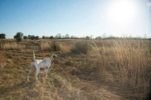 covey rise bird hunt 238