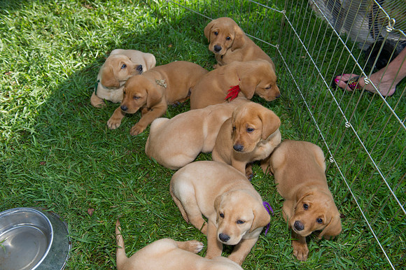 Jolie's puppys 016