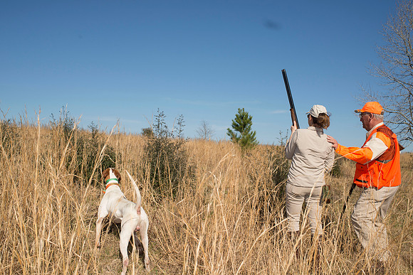 covey rise bird hunt 141