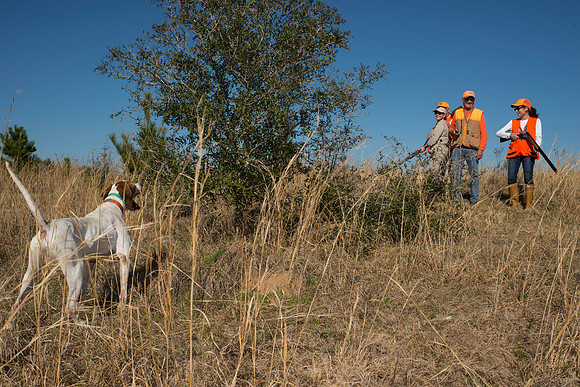 covey rise bird hunt 150