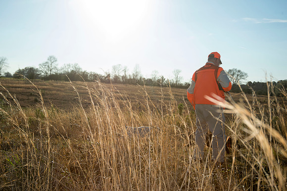 covey rise bird hunt 242