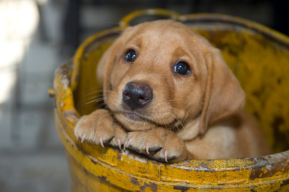 Jolie's puppys 118