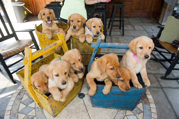 Jolie's puppys 101