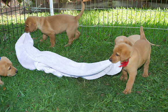Jolie's puppys 189
