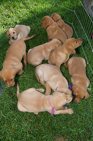 Jolie's puppys 017