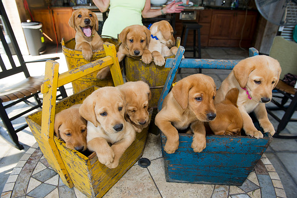 Jolie's puppys 098