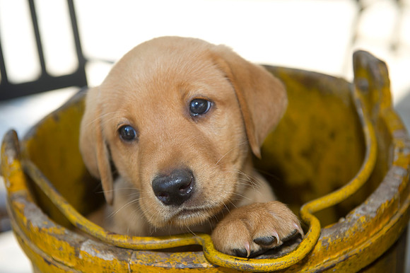 Jolie's puppys 155