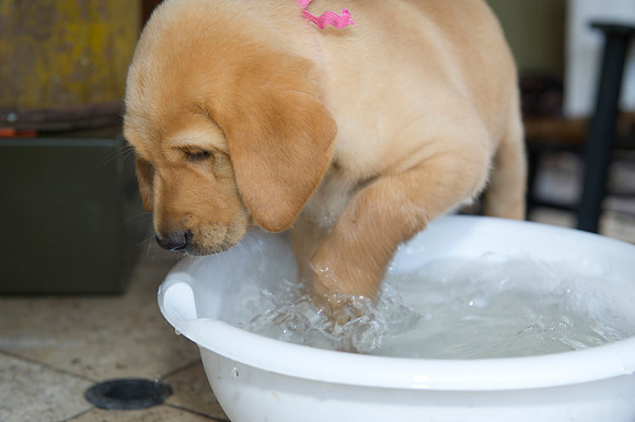 Jolie's puppys 184