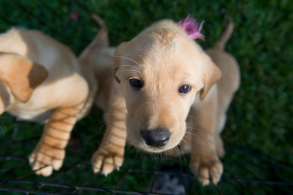 Jolie's puppys 004