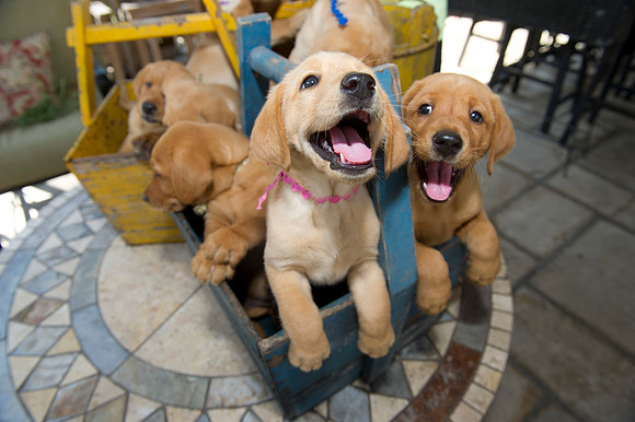Jolie's puppys 094