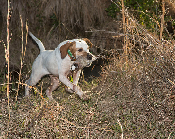 covey rise bird hunt 250