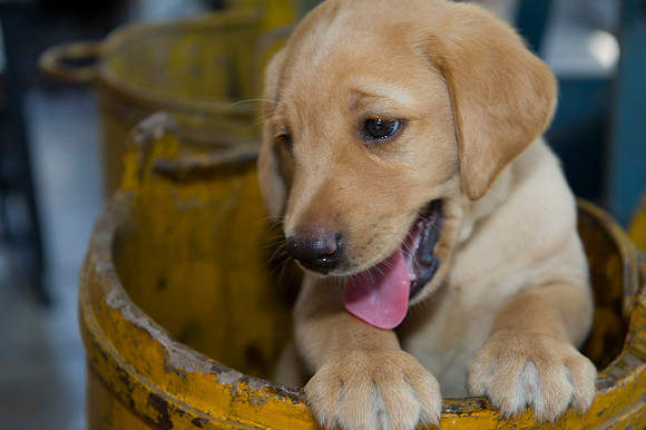 Jolie's puppys 146