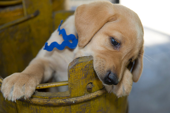 Jolie's puppys 180