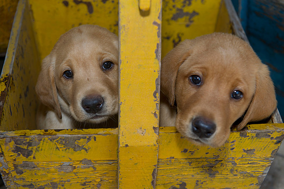 Jolie's puppys 071