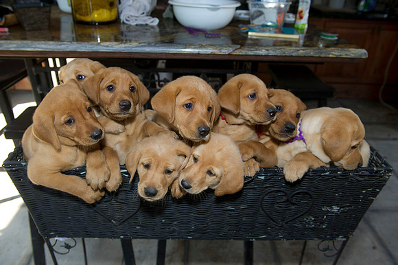 Jolie's puppys 128