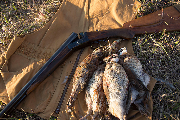 covey rise bird hunt 287