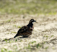covey rise bird hunt 007