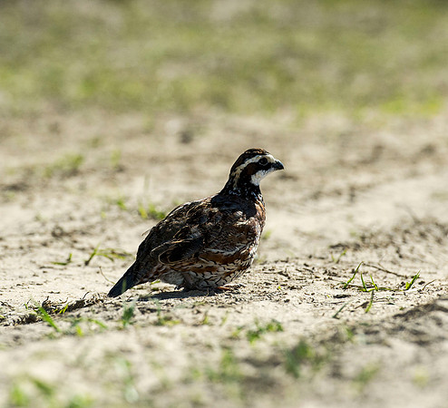covey rise bird hunt 007