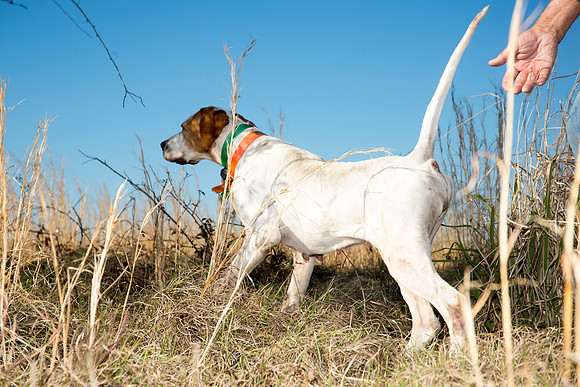 covey rise bird hunt 186