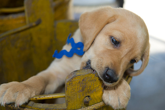 Jolie's puppys 179