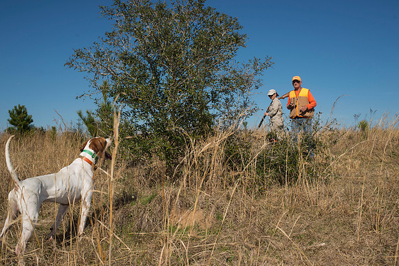 covey rise bird hunt 148
