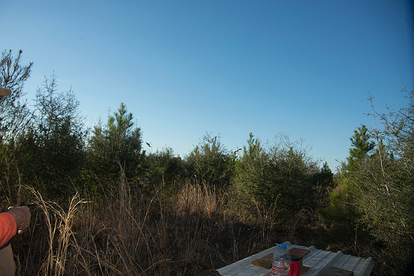covey rise bird hunt 236