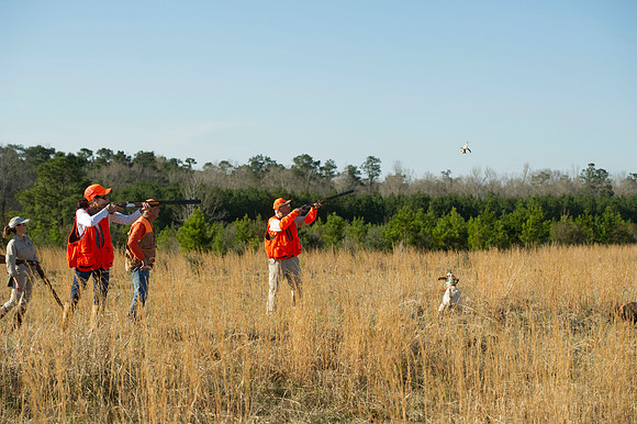 covey rise bird hunt 071