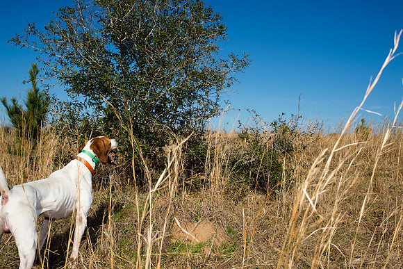 covey rise bird hunt 147