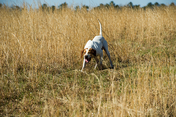 covey rise bird hunt 021