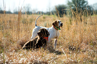 covey rise bird hunt 015