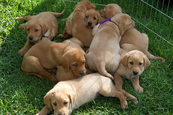 Jolie's puppys 026