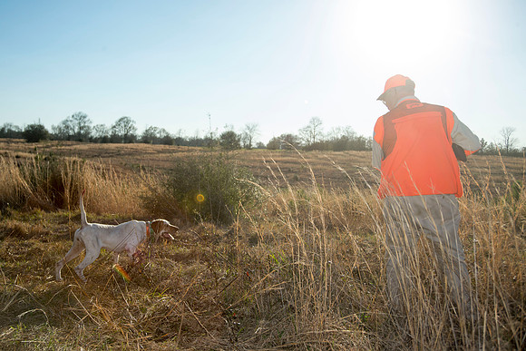 covey rise bird hunt 240