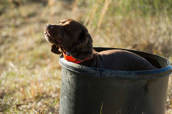 covey rise bird hunt 080
