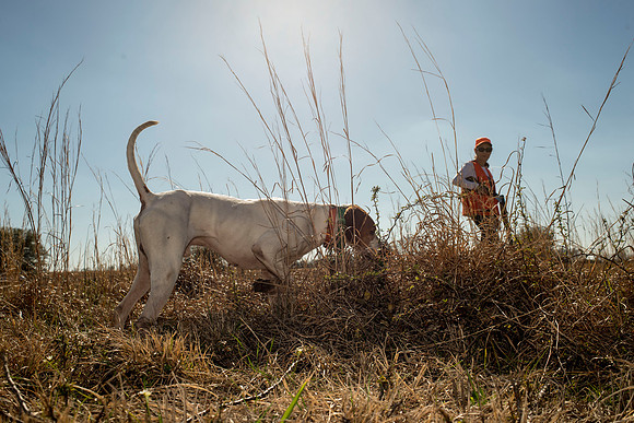 covey rise bird hunt 131