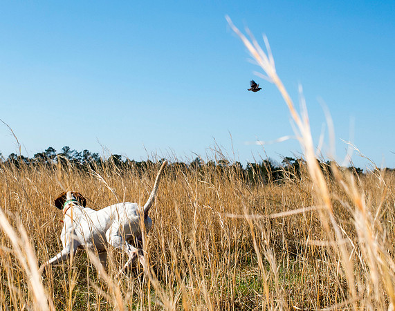 covey rise bird hunt 142