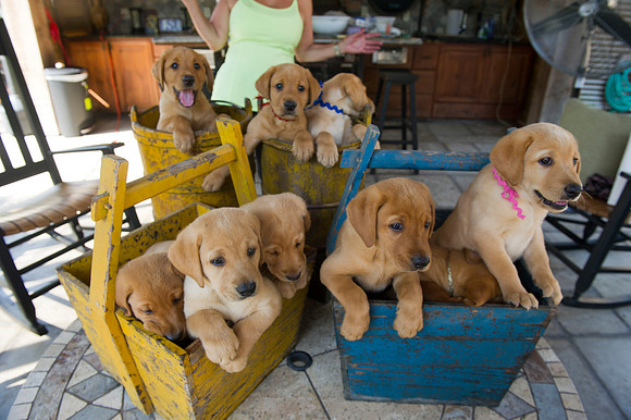 Jolie's puppys 099
