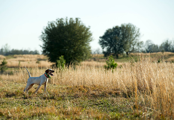 covey rise bird hunt 089